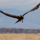 This is a golden eagle I photographed in Denver, Colorado. It made the short list of cool birds I’ve seen, but I ultimately decided that this cool bird was too obvious to include.